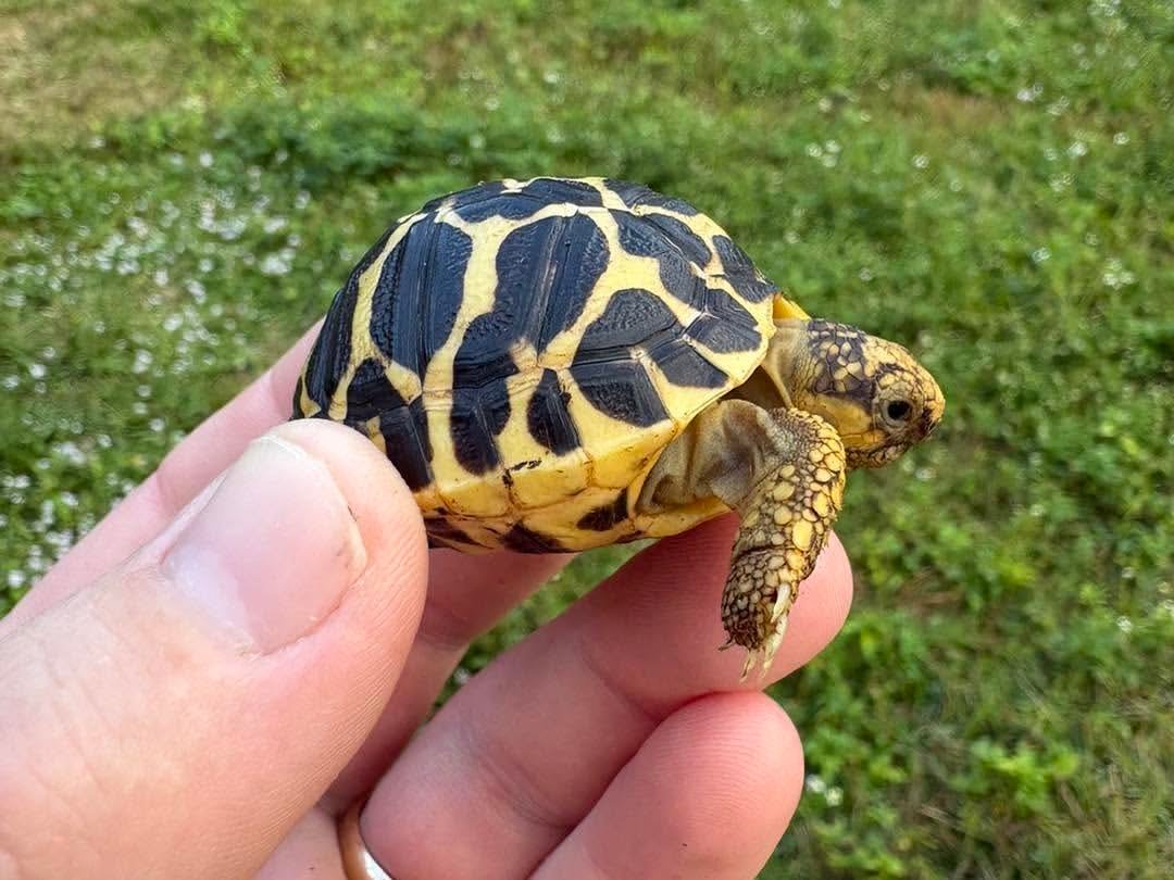 Indian Star Tortoise - Image 3