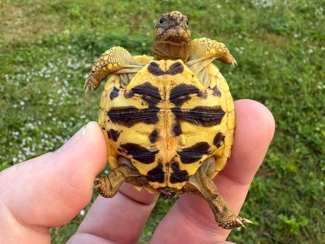 Indian Star Tortoise - Image 2