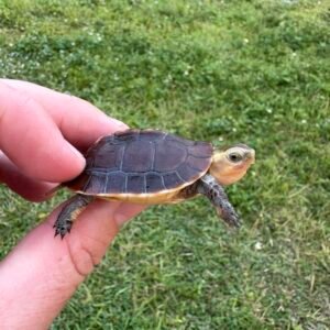 Chinese Box Turtle