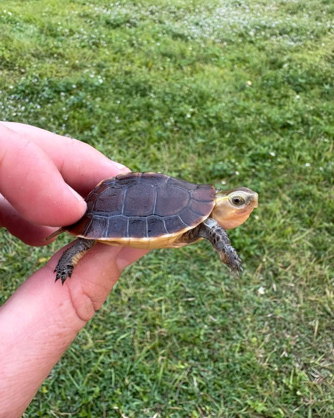 Chinese Box Turtle