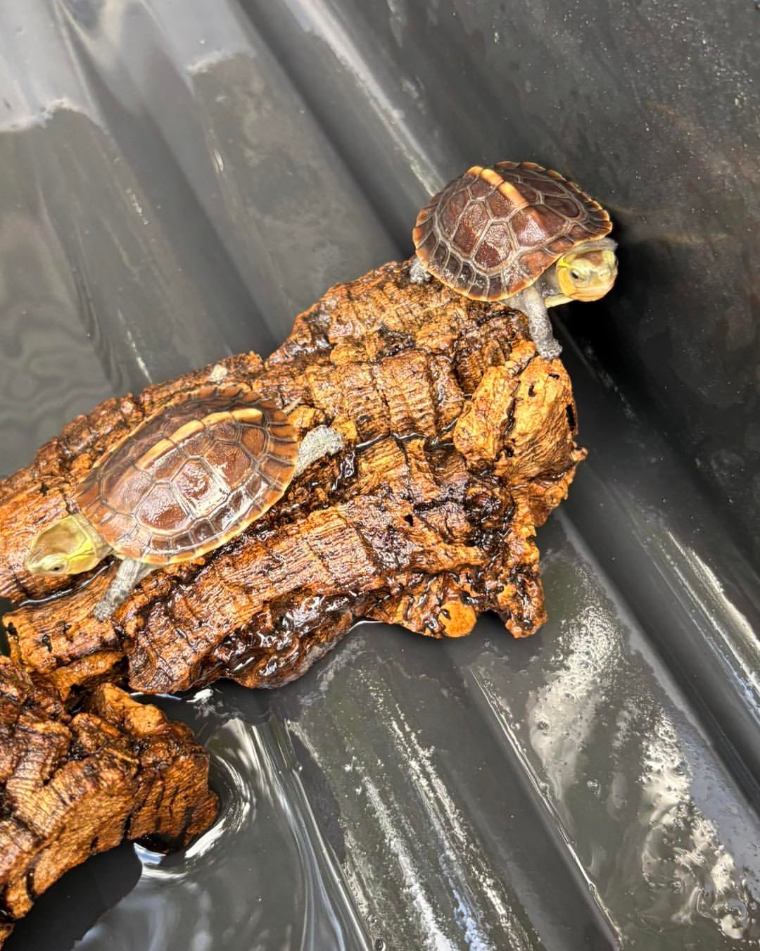 Chinese Box Turtle - Image 4