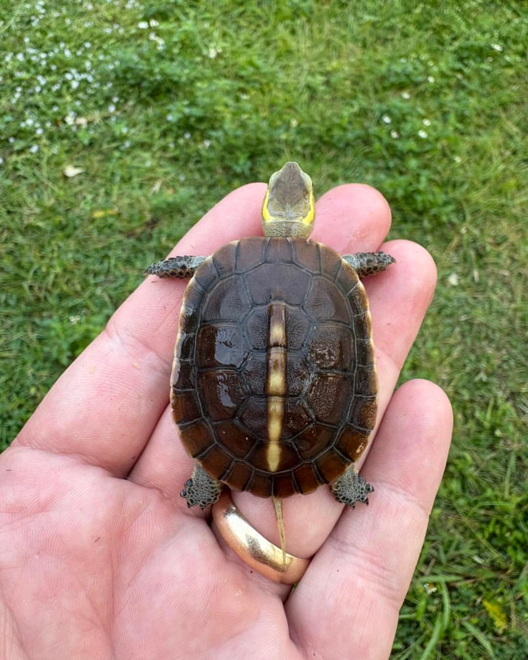 Chinese Box Turtle - Image 3