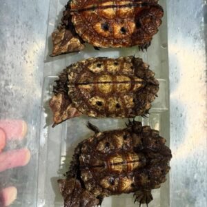 Mata Mata Turtle