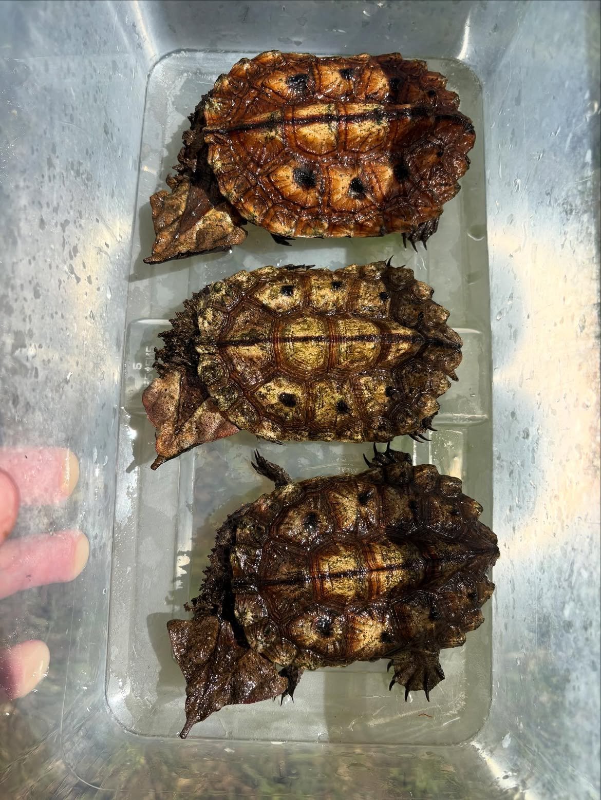 Mata Mata Turtle