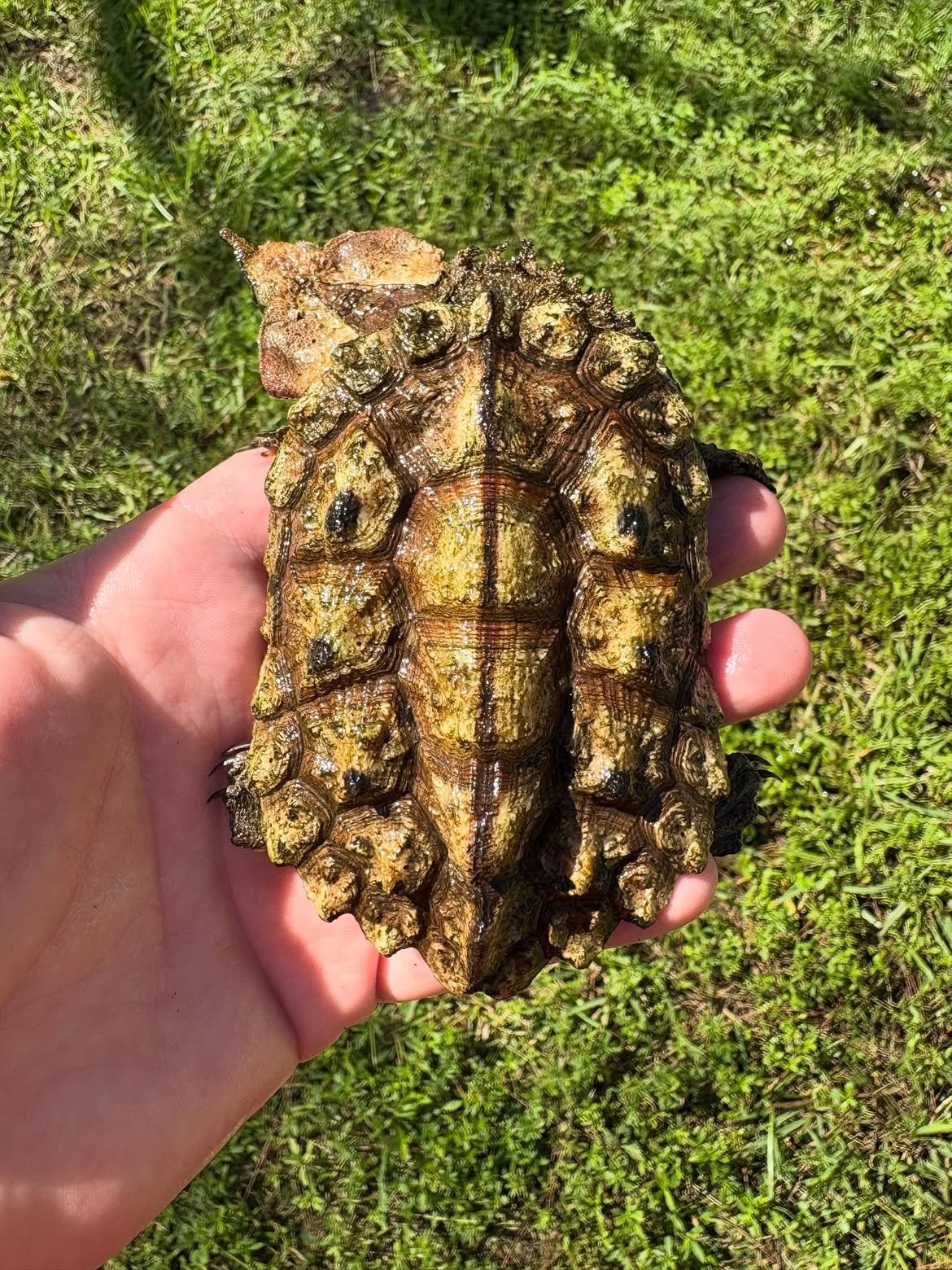 Mata Mata Turtle - Image 4