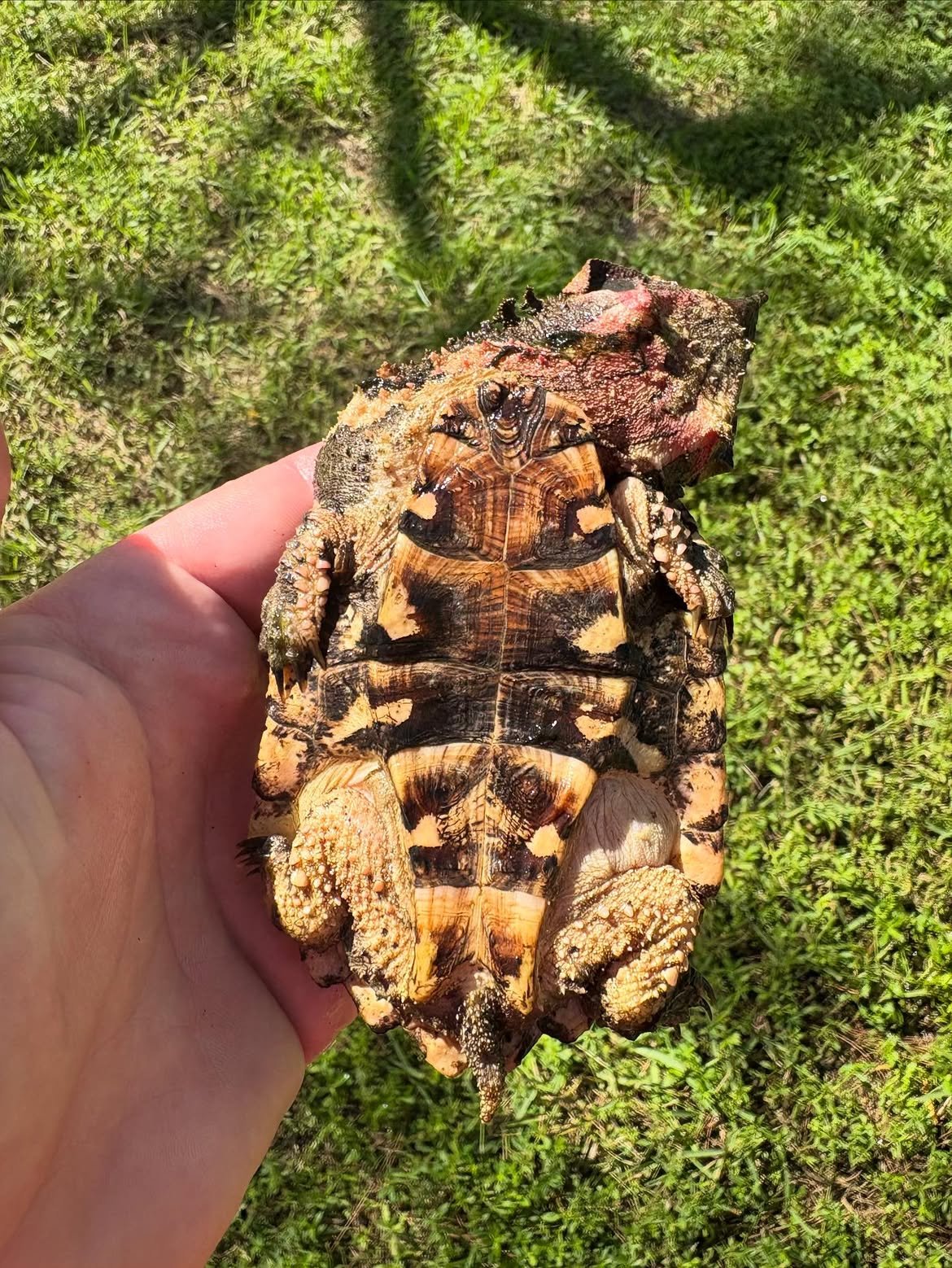 Mata Mata Turtle - Image 3