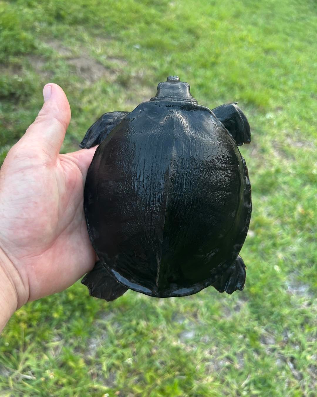 Fly River Turtle (Pig-Nosed Turtle) - Image 4