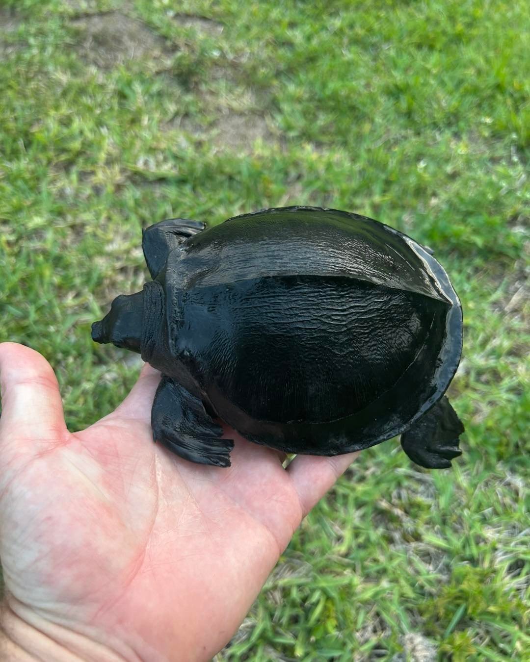 Fly River Turtle (Pig-Nosed Turtle) - Image 3