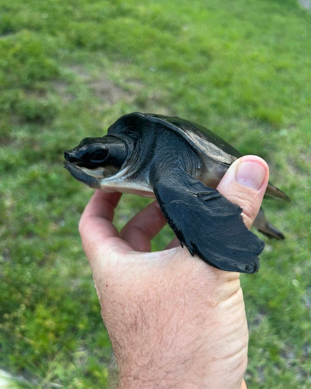 Fly River Turtle (Pig-Nosed Turtle) - Image 2