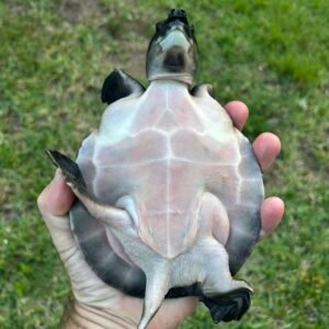 Fly River Turtle (Pig-Nosed Turtle)
