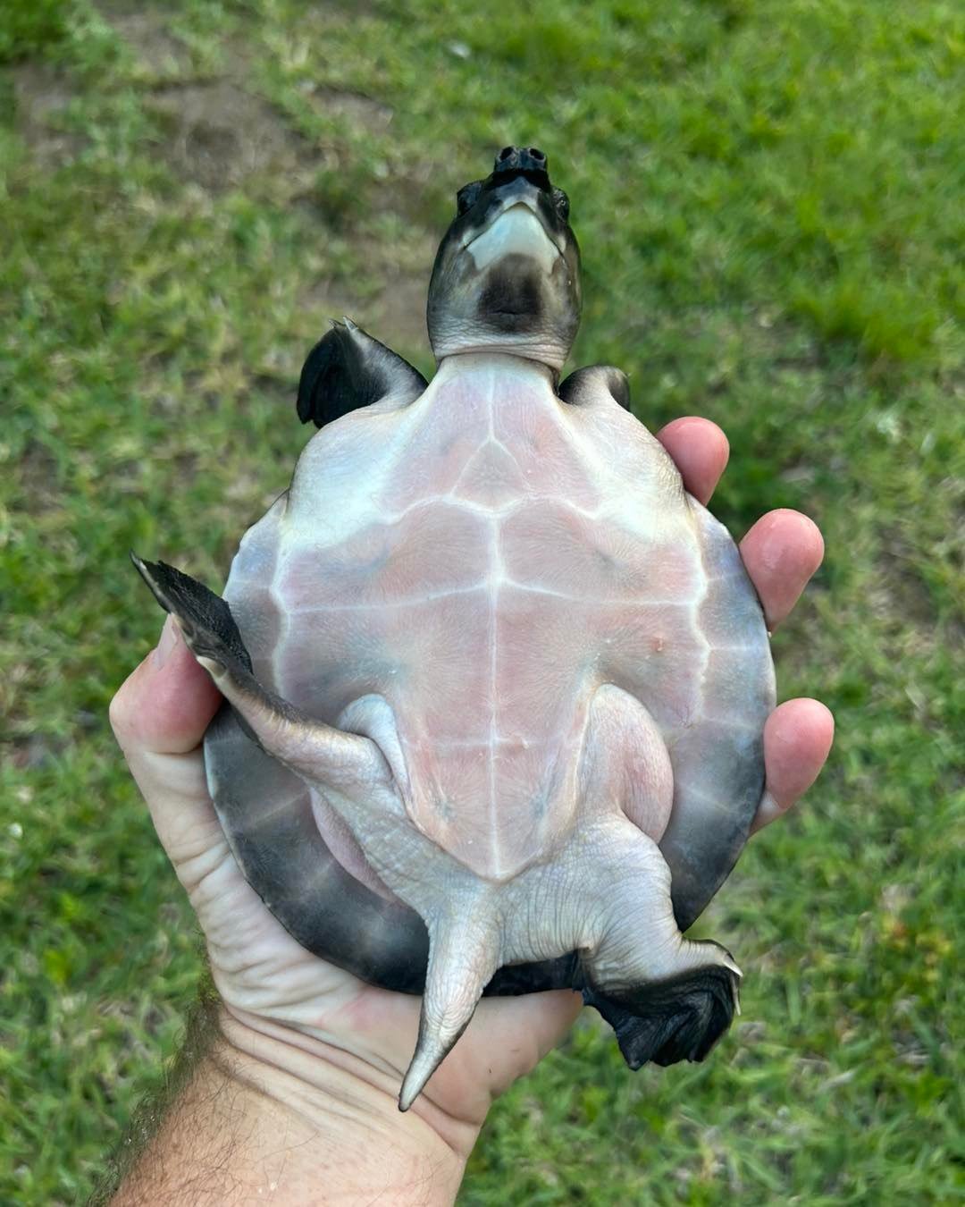 Fly River Turtle (Pig-Nosed Turtle)