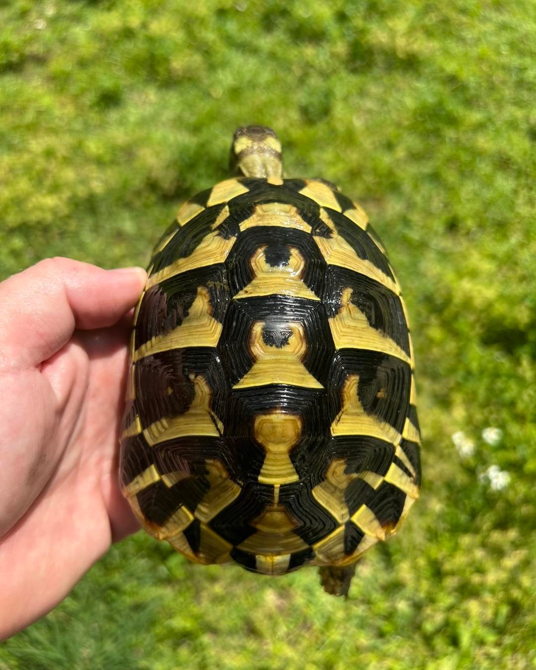 Hermann’s Tortoise - Image 4