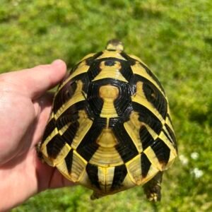 Hermann’s Tortoise