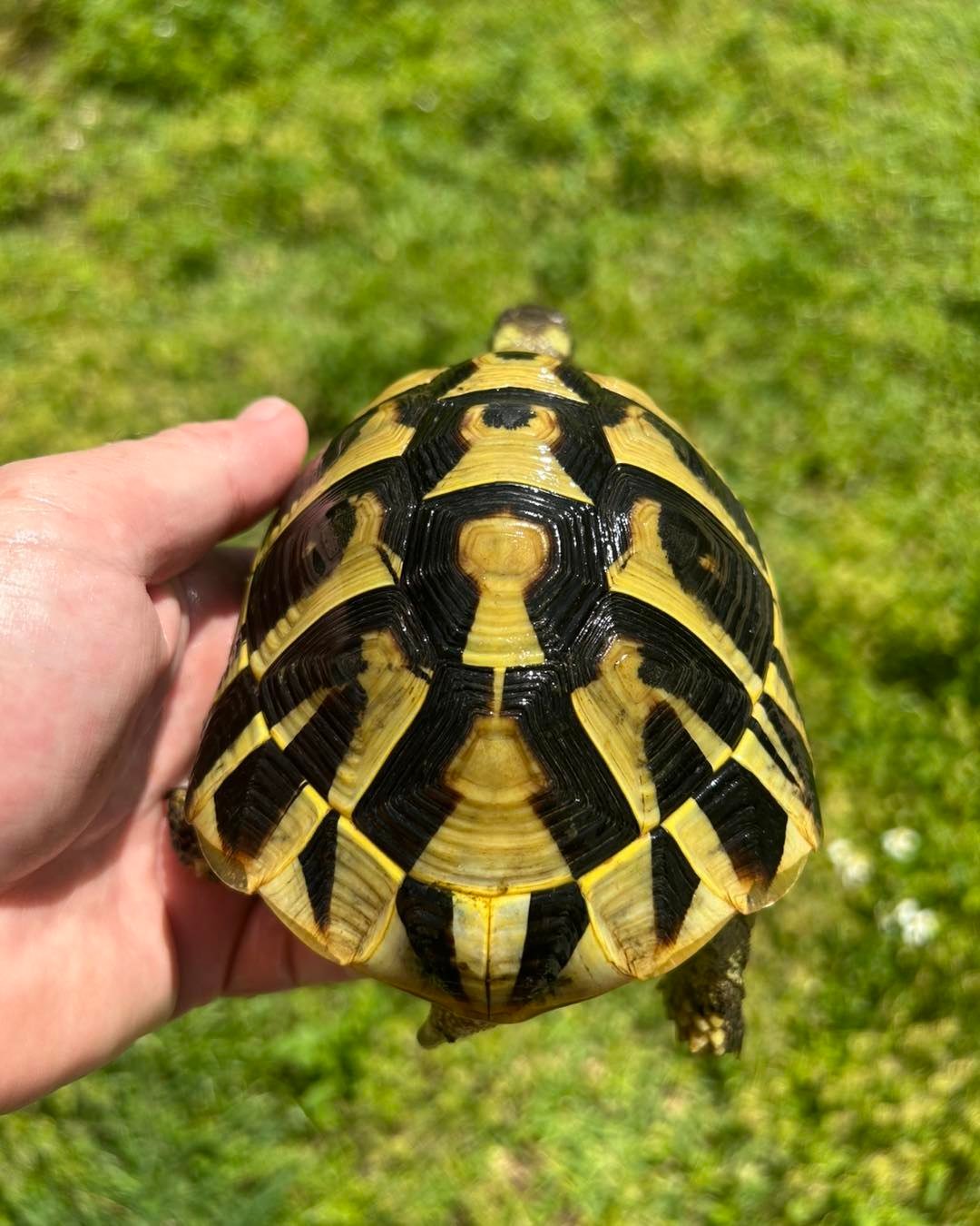 Hermann’s Tortoise