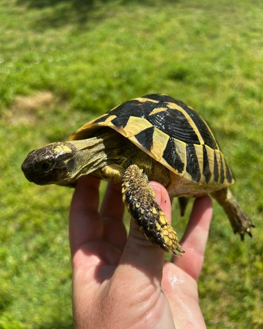 Hermann’s Tortoise - Image 2