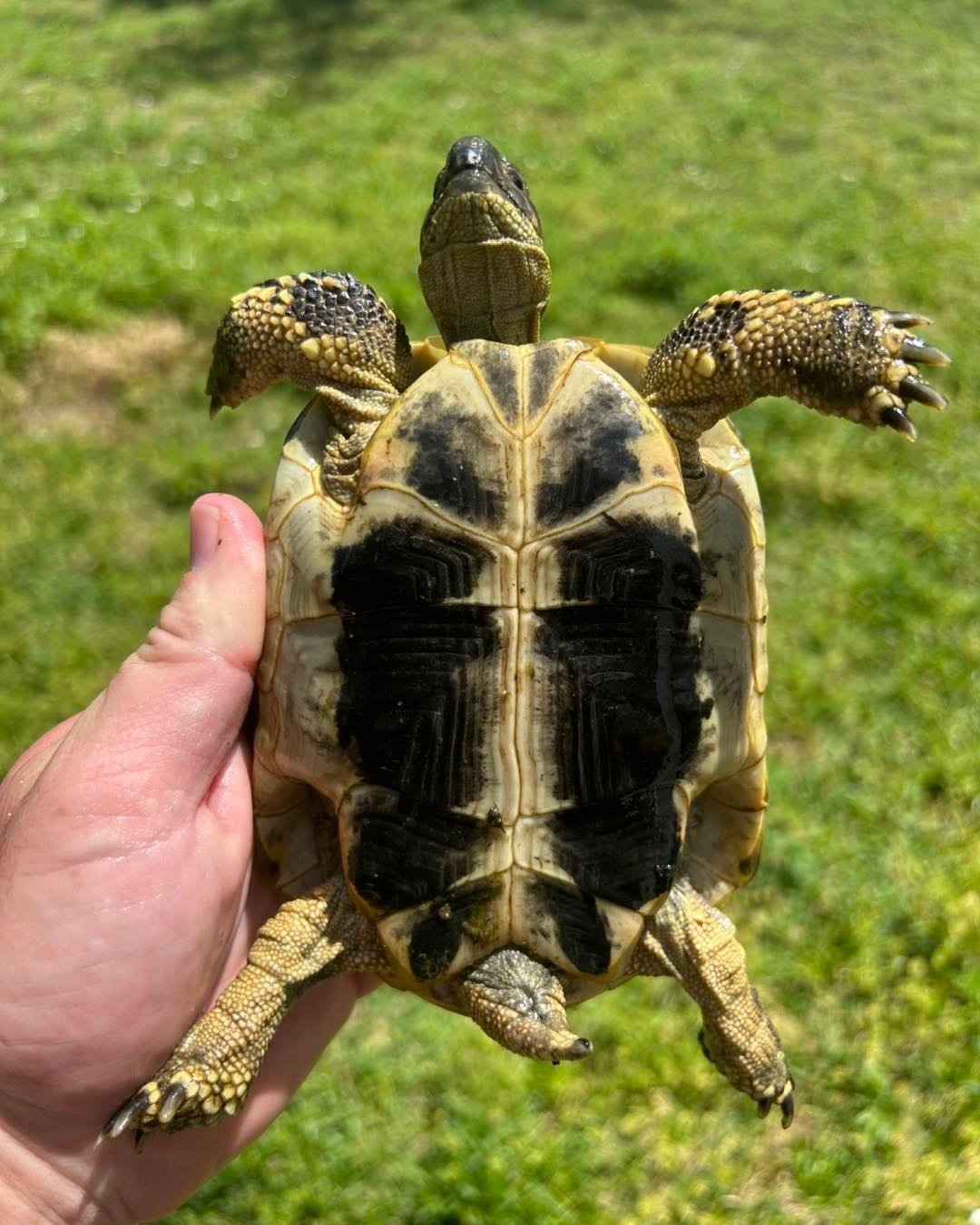 Hermann’s Tortoise - Image 3