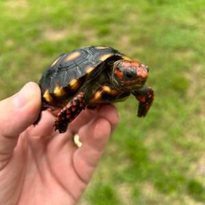 Red-Footed Tortoise