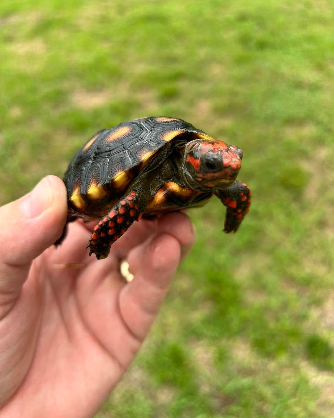 Red-Footed Tortoise