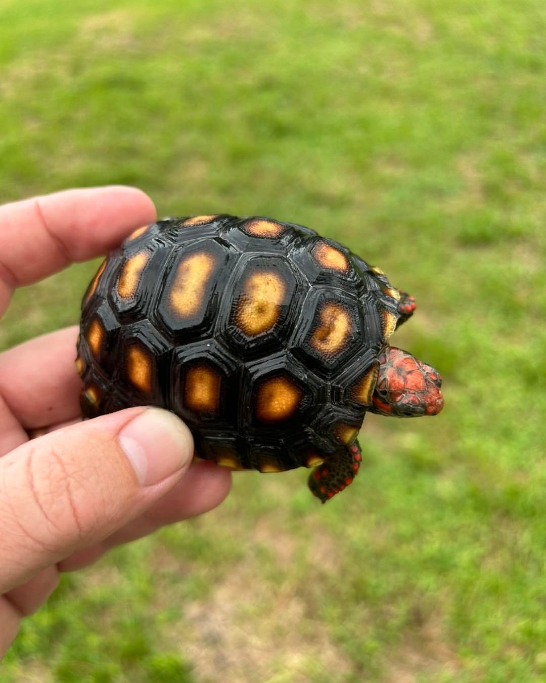 Red-Footed Tortoise - Image 3