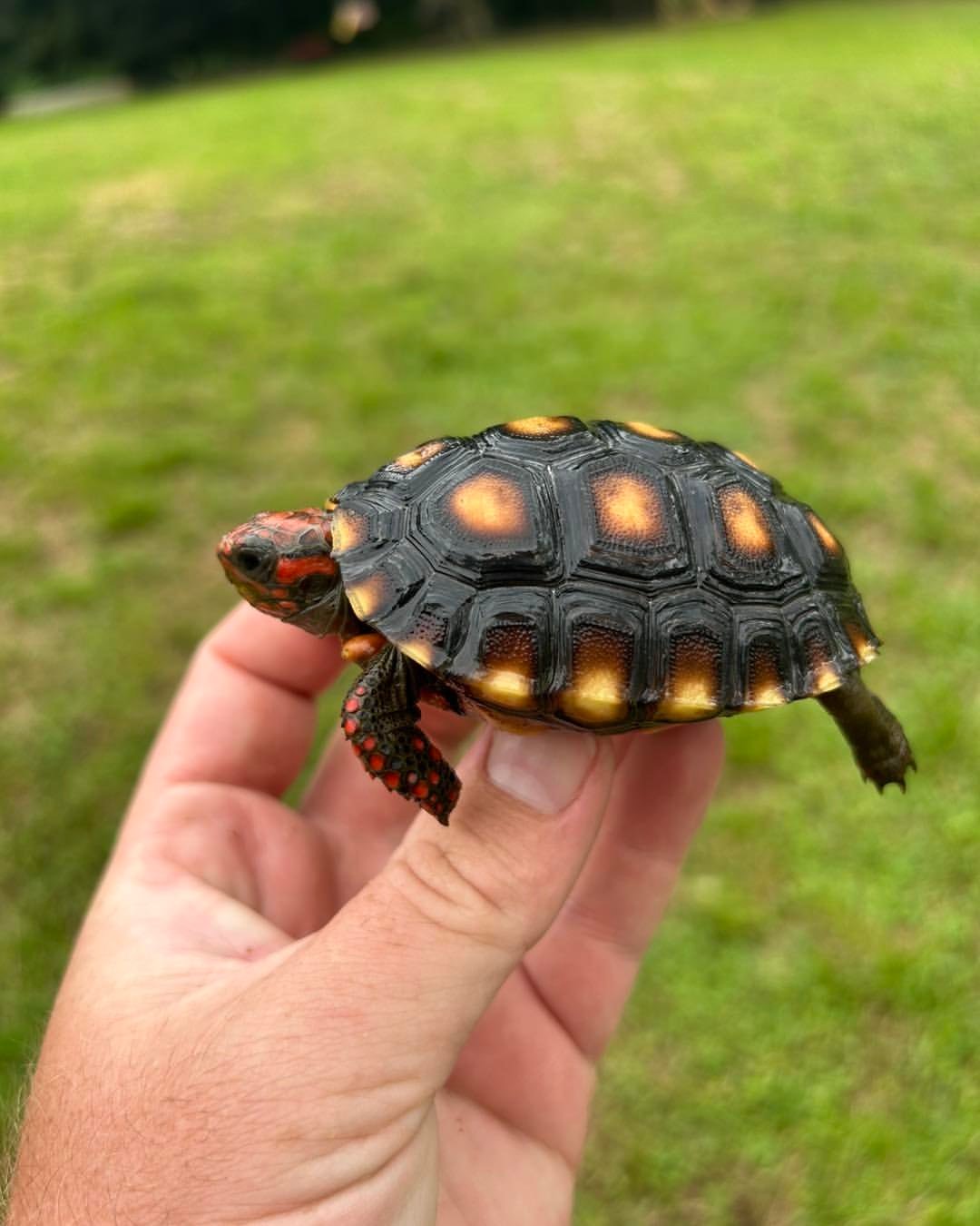 Red-Footed Tortoise - Image 4
