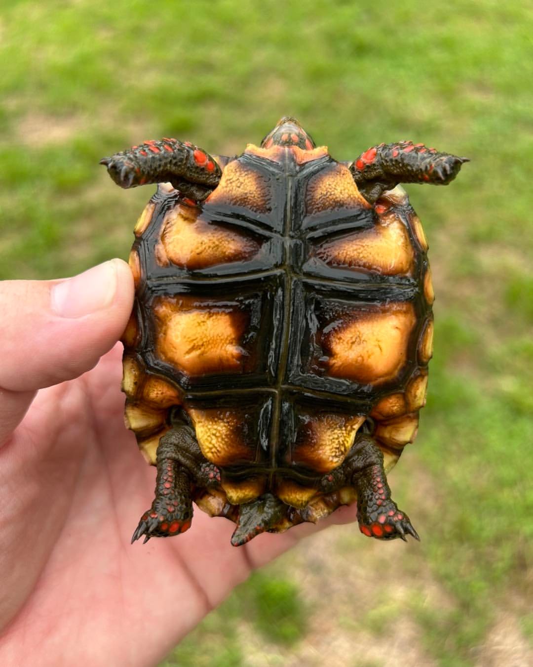 Red-Footed Tortoise - Image 2