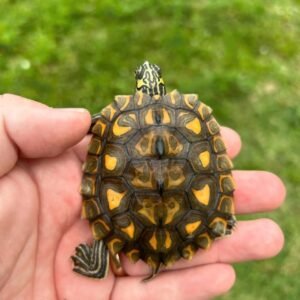 Juvenile Sawback Map Turtle