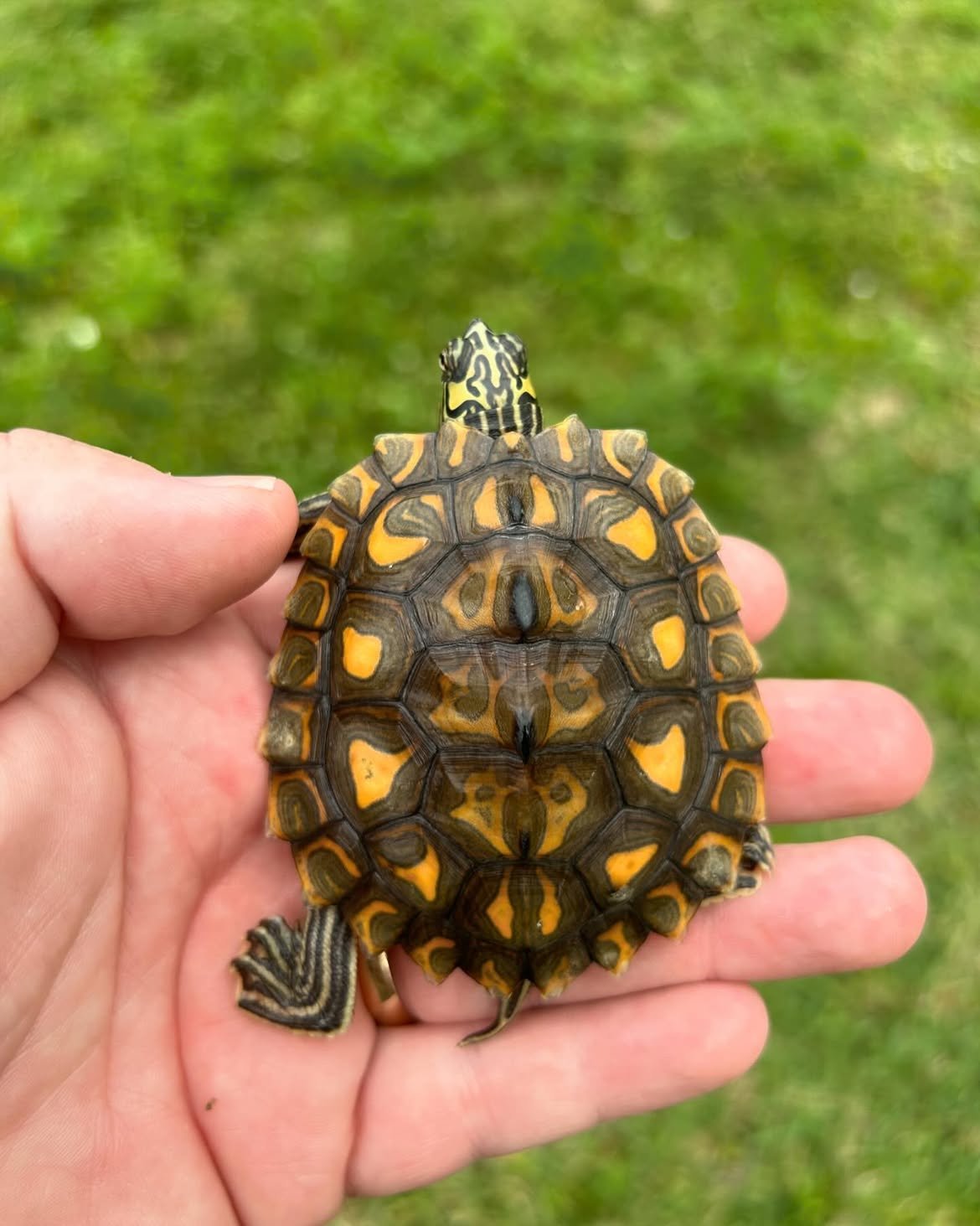 Juvenile Sawback Map Turtle