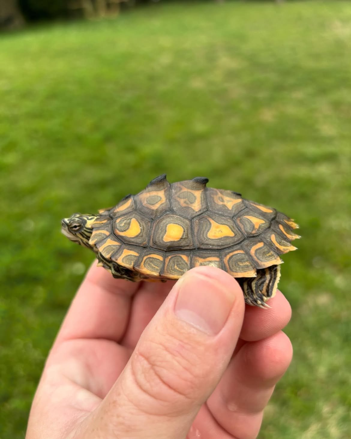 Juvenile Sawback Map Turtle - Image 4