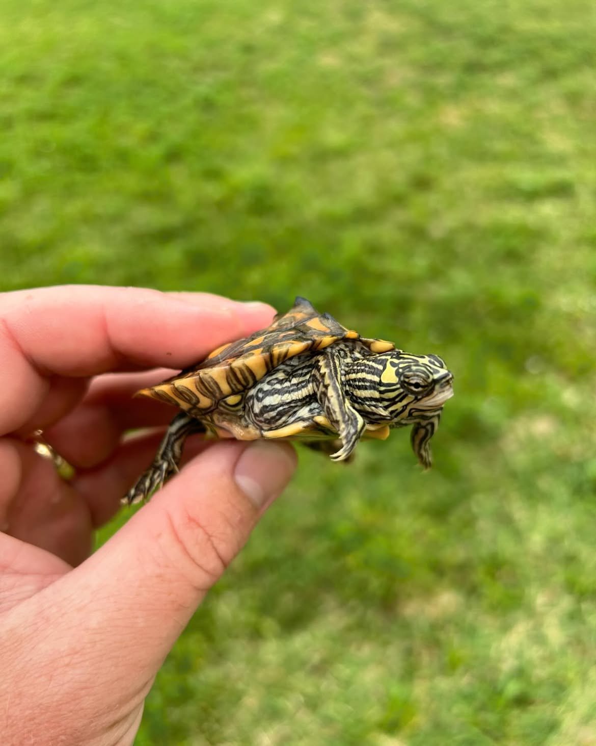 Juvenile Sawback Map Turtle - Image 3