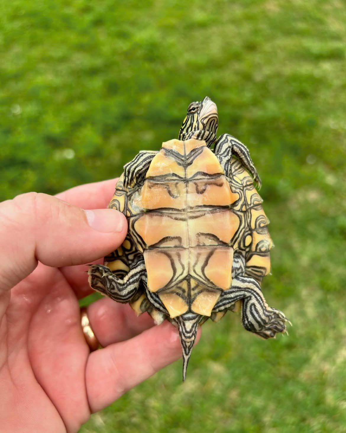 Juvenile Sawback Map Turtle - Image 2