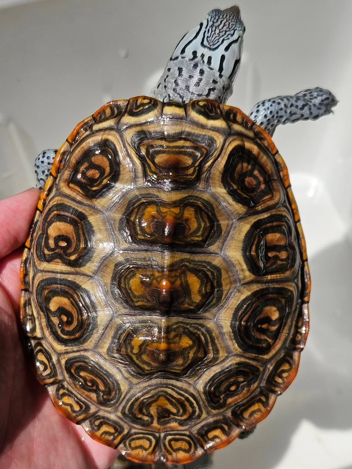 Diamondback Terrapin - Image 3