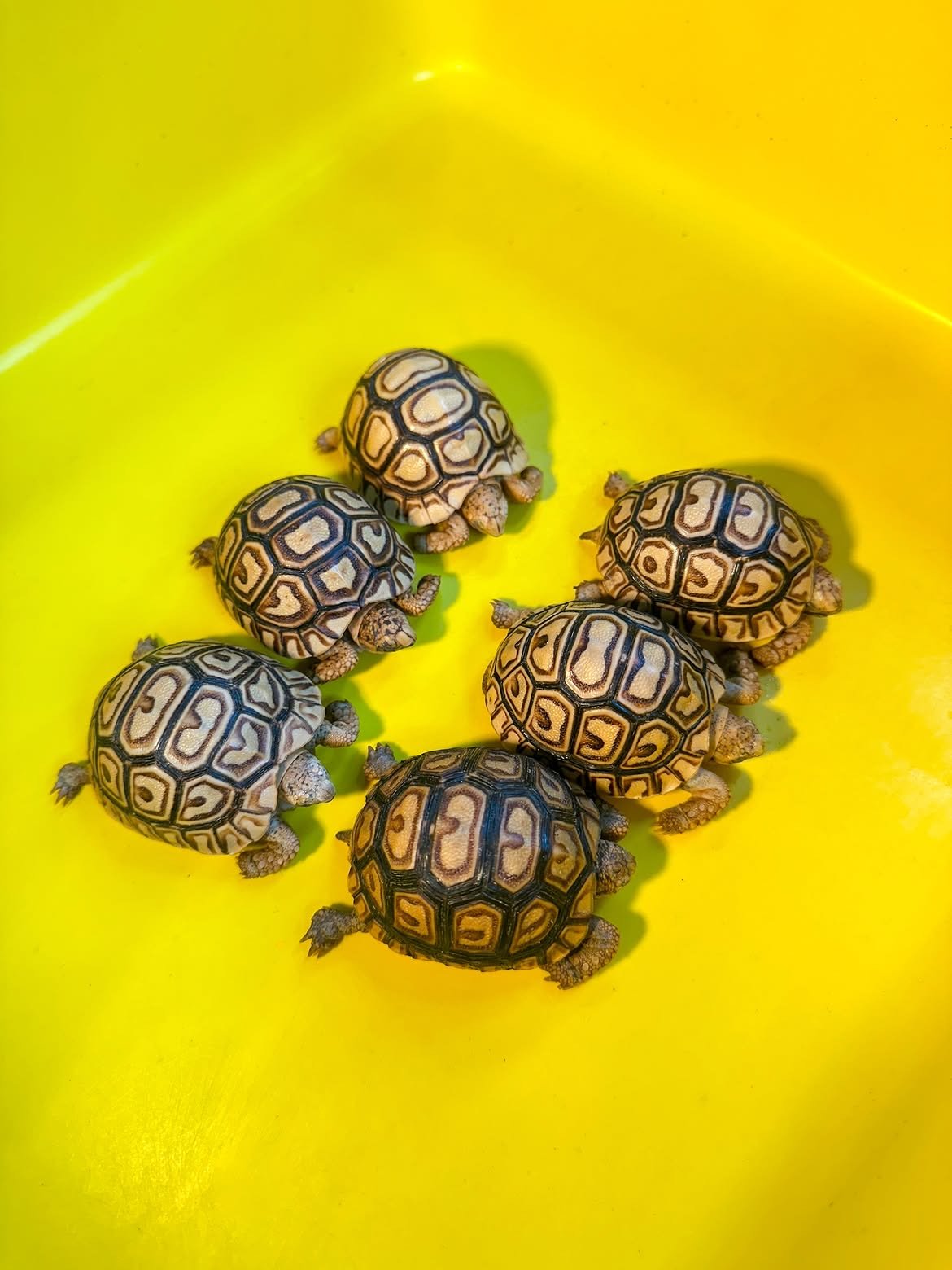 Baby Leopard Tortoise - Image 2