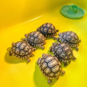 Baby Leopard Tortoise