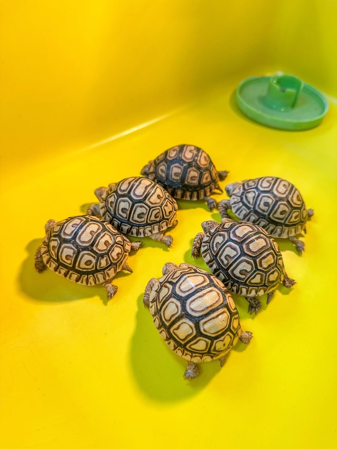 Baby Leopard Tortoise