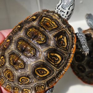 Diamondback Terrapin