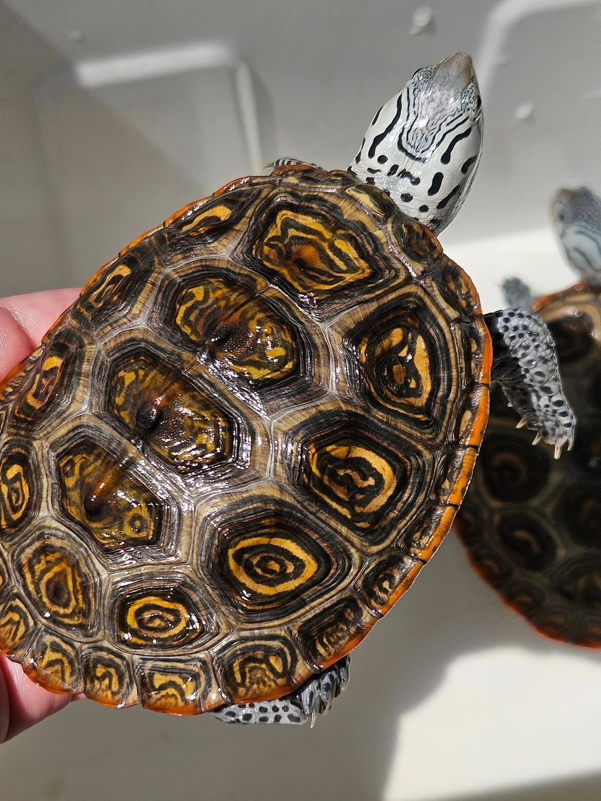 Diamondback Terrapin