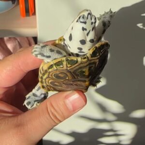 RED  FOOTED TORTOISE