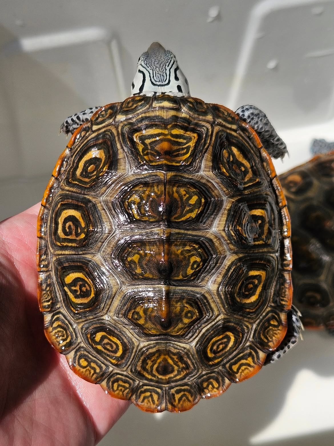 Diamondback Terrapin - Image 2