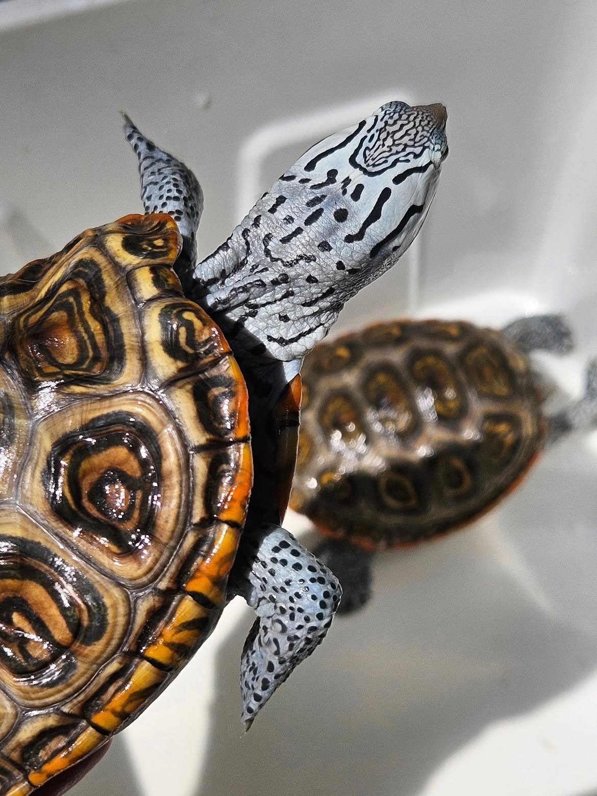 Diamondback Terrapin - Image 6