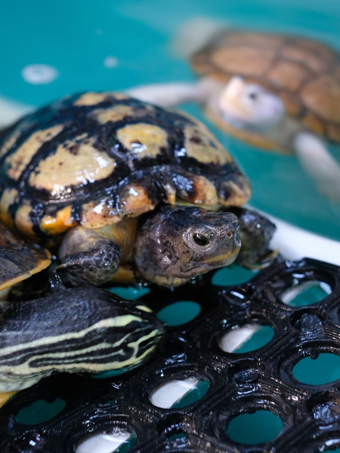 Premium Turtles & Tortoises - Image 4